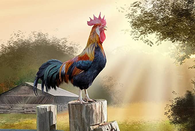 A rooster crows at the morning sun, perched upon a wooden fencepost